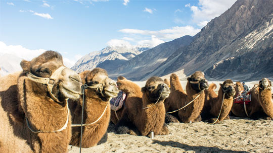 Double Humped Camel Ride in Nubra Valley