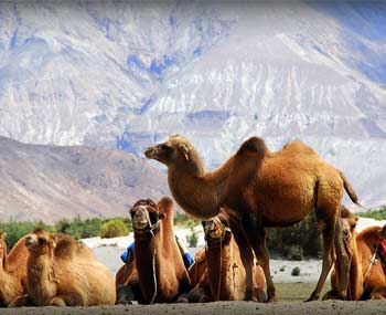 What to do in Nubra Valley